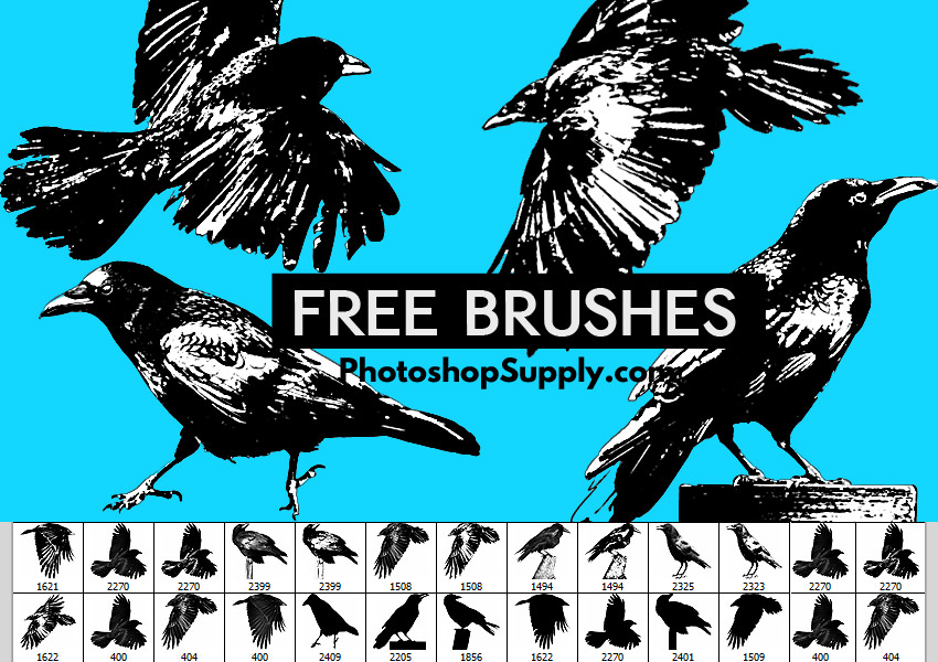 FREE) Crow Brushes - Photoshop Supply