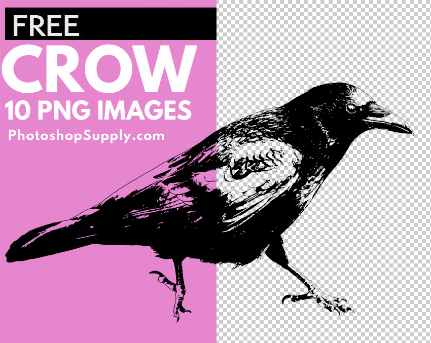 Crow PNG