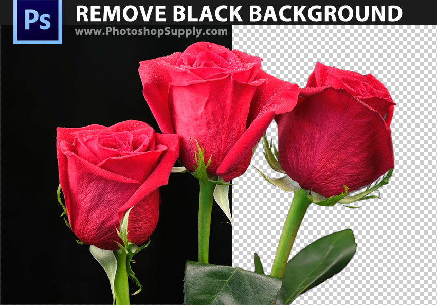 FREE) Remove Black Background Photoshop - Photoshop Supply